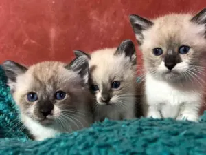 Gato raça Srd idade Abaixo de 2 meses nome Filhotes 