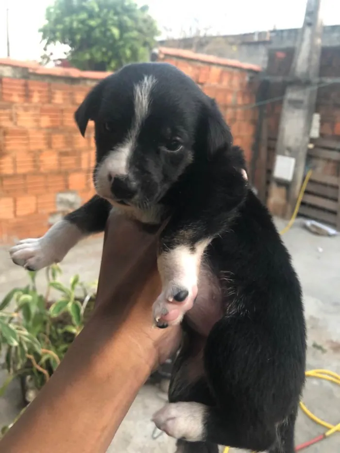 Cachorro ra a Vira-lata idade Abaixo de 2 meses nome Sem nome 