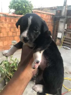 Cachorro raça Vira-lata idade Abaixo de 2 meses nome Sem nome 