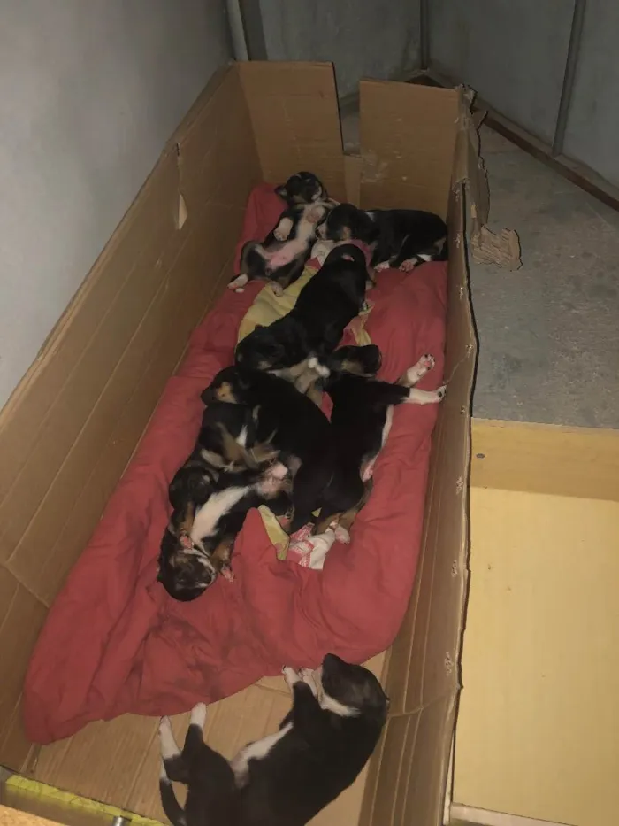 Cachorro ra a Vira-lata idade Abaixo de 2 meses nome Sem nome 