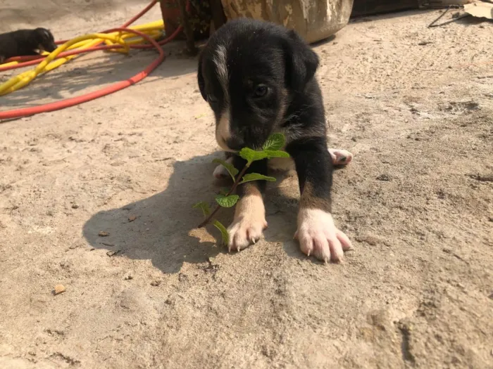 Cachorro ra a Vira-lata idade Abaixo de 2 meses nome Sem nome 