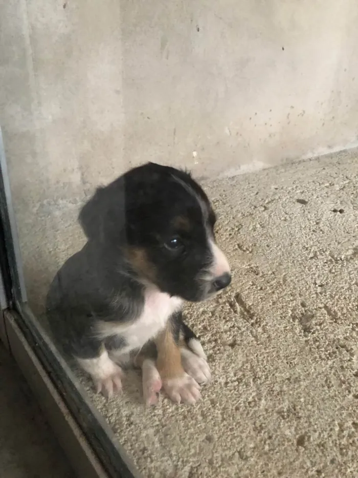 Cachorro ra a Vira-lata idade Abaixo de 2 meses nome Sem nome 