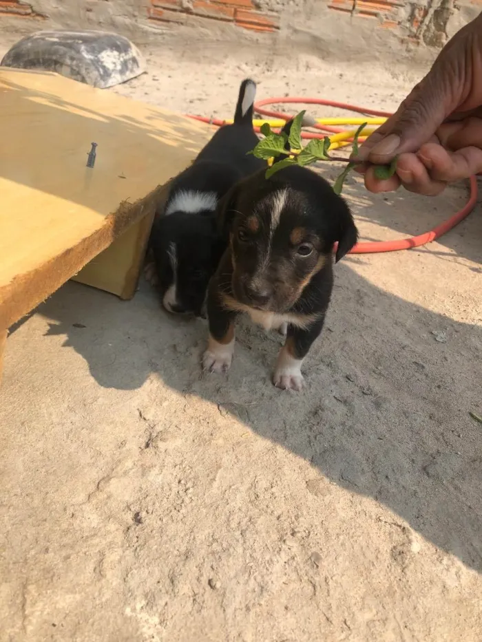 Cachorro ra a Vira-lata idade Abaixo de 2 meses nome Sem nome 