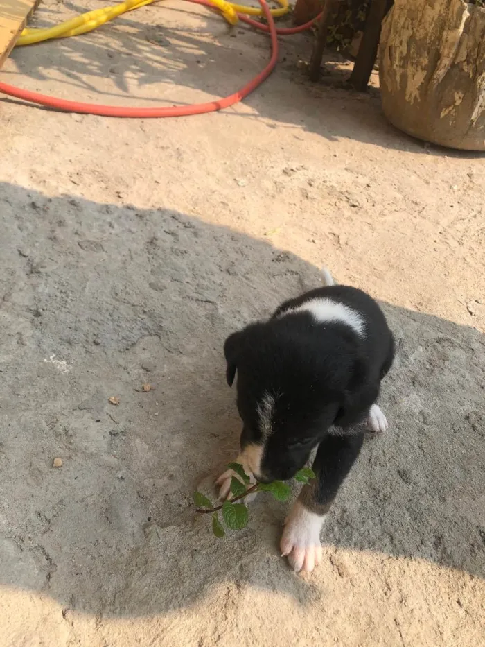 Cachorro ra a Vira-lata idade Abaixo de 2 meses nome Sem nome 