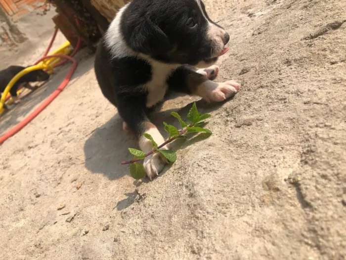 Cachorro ra a Vira-lata idade Abaixo de 2 meses nome Sem nome 