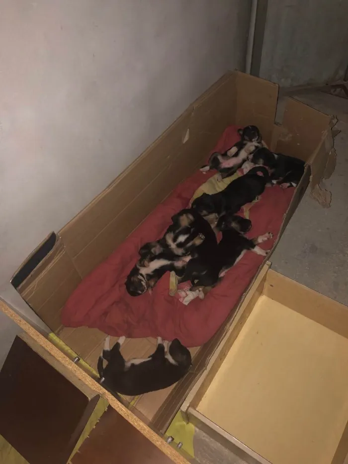 Cachorro ra a Vira-lata idade Abaixo de 2 meses nome Sem nome 