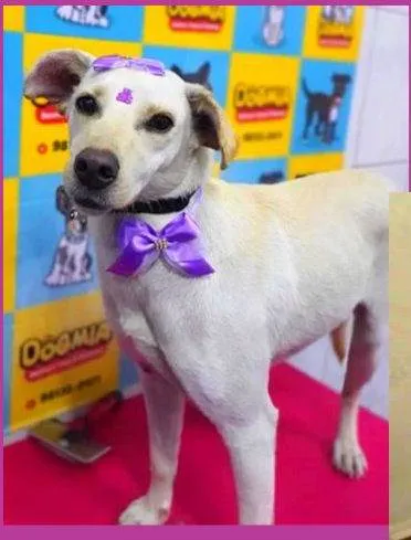 Cachorro ra a SRD idade 1 ano nome Maya