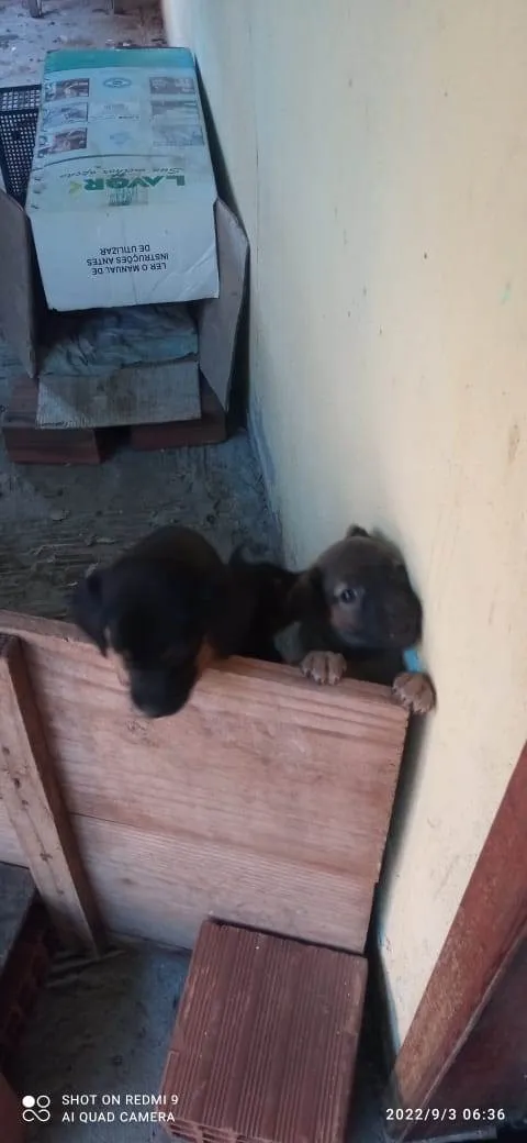 Cachorro ra a Vira lata idade Abaixo de 2 meses nome Tião, Chico, Princes