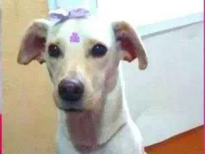 Cachorro raça SRD idade 1 ano nome Maya