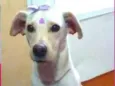 Maya