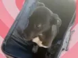Cachorro raça Srd idade 2 a 6 meses nome Léo bb5meses 