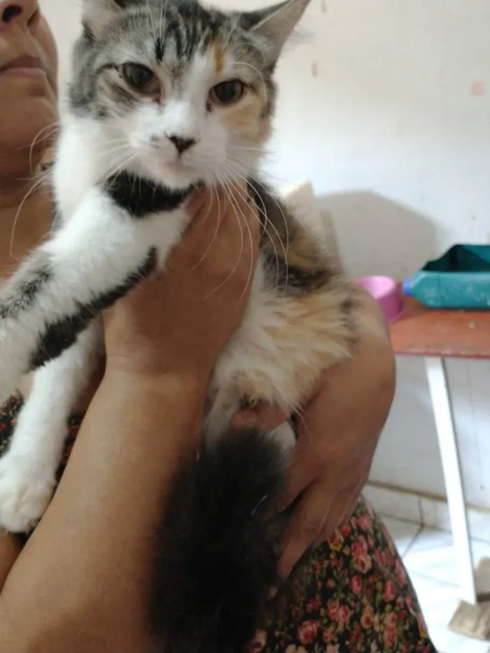 Gato ra a Sem raça definida idade 2 a 6 meses nome Belinha 