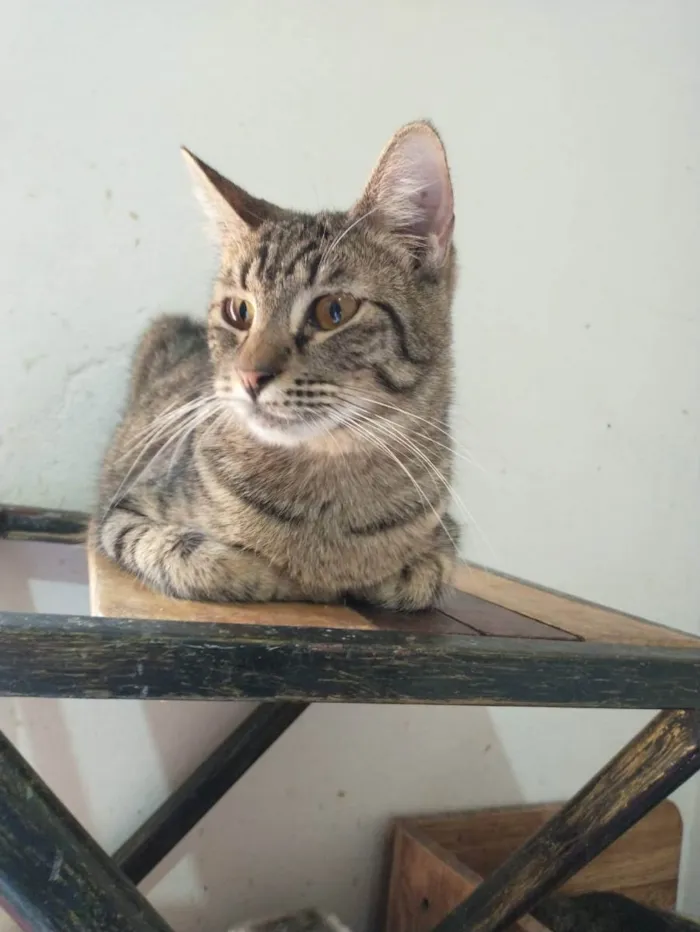 Gato ra a Sem raça definida idade 2 a 6 meses nome Xandi 