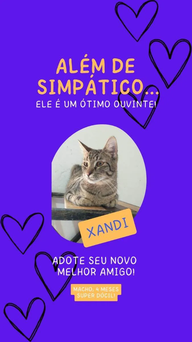 Gato ra a Sem raça definida idade 2 a 6 meses nome Xandi 