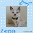 Gato raça  idade Abaixo de 2 meses nome Shoyu