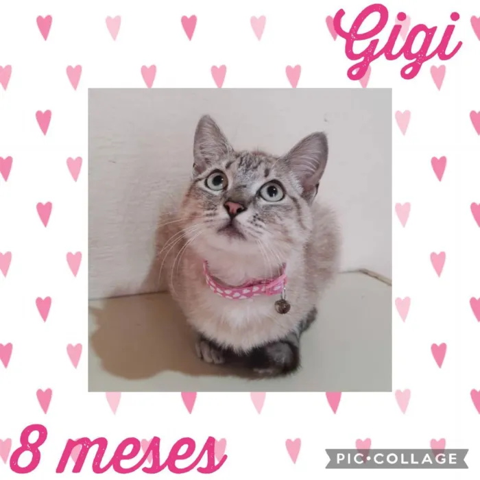 Gato raça  idade 7 a 11 meses nome Gigi 