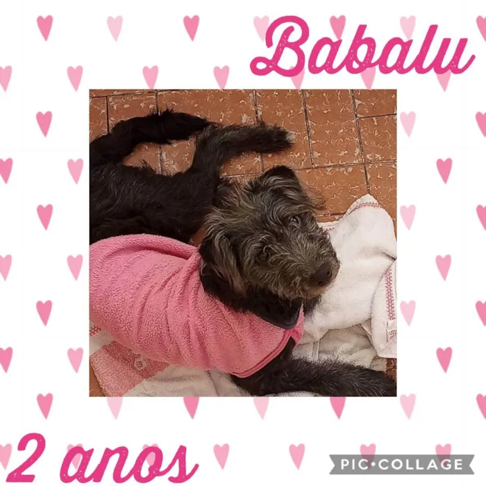 Cachorro raça Mix podle idade 2 anos nome Babalu 