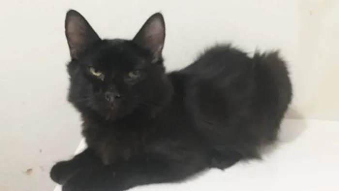 Gato ra a Sem raça definida idade 7 a 11 meses nome Black 