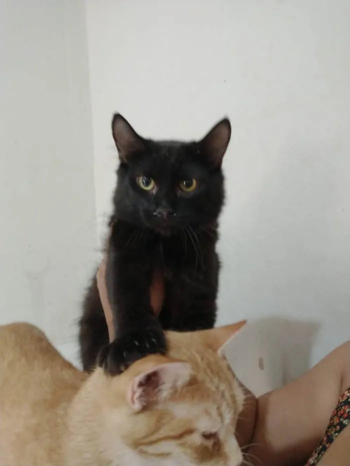 Gato ra a Sem raça definida idade 7 a 11 meses nome Black 