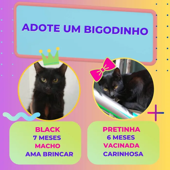 Gato ra a Sem raça definida idade 7 a 11 meses nome Black 