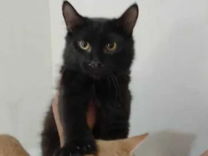 Gato raça Sem raça definida idade 7 a 11 meses nome Black 