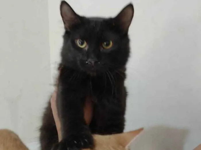 Gato ra a Sem raça definida idade 7 a 11 meses nome Black 