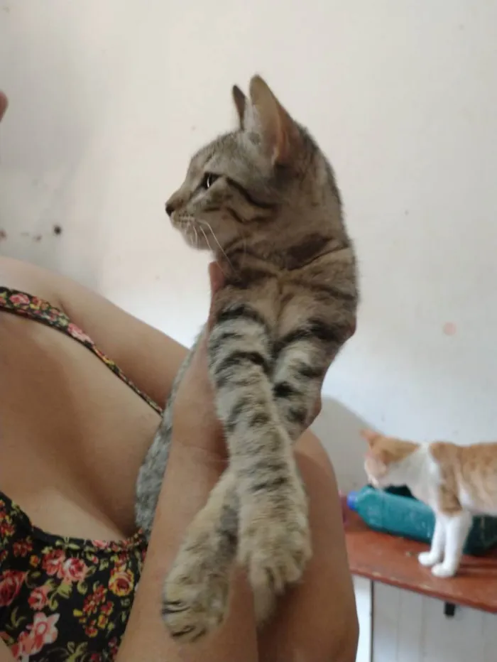 Gato ra a Sem raça definida idade 2 a 6 meses nome Lindinha 