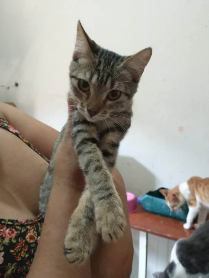 Gato ra a Sem raça definida idade 2 a 6 meses nome Lindinha 