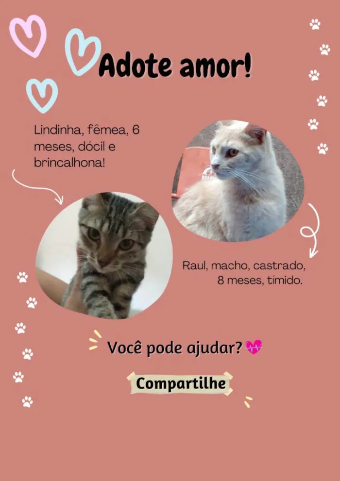 Gato ra a Sem raça definida idade 2 a 6 meses nome Lindinha 