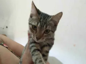 Gato raça Sem raça definida idade 2 a 6 meses nome Lindinha 