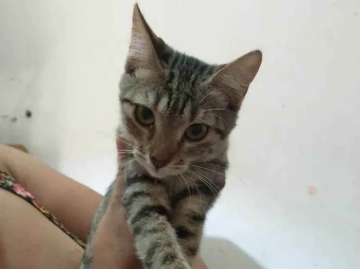 Gato ra a Sem raça definida idade 2 a 6 meses nome Lindinha 