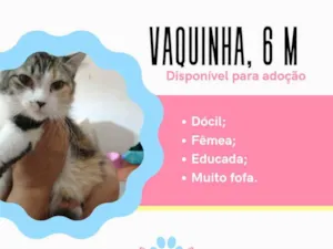 Gato raça Sem raça definida idade 2 a 6 meses nome Belinha 