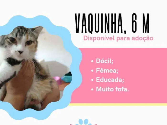 Gato ra a Sem raça definida idade 2 a 6 meses nome Belinha 