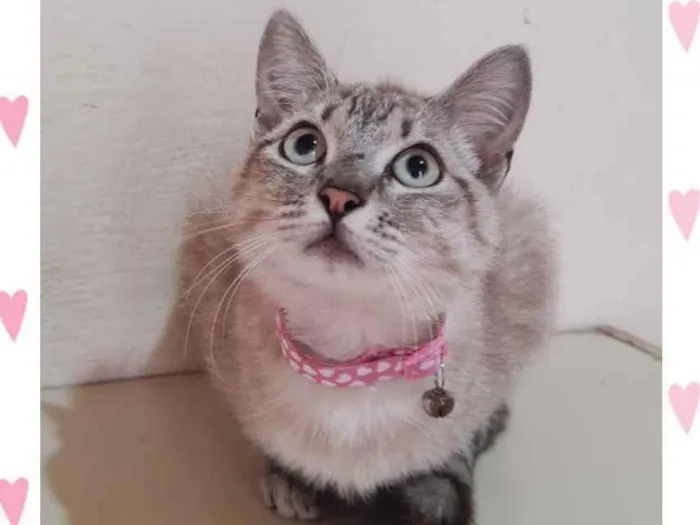 Gato raça  idade 7 a 11 meses nome Gigi 