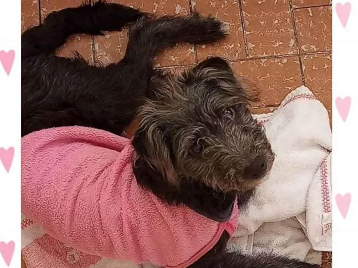 Cachorro raça Mix podle idade 2 anos nome Babalu 