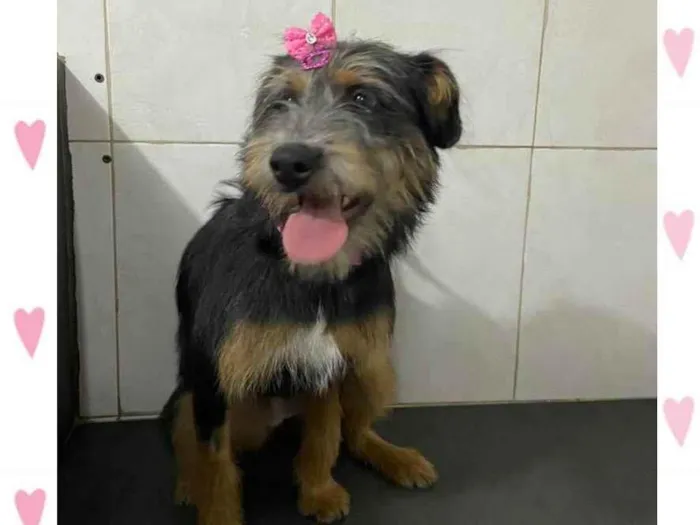 Cachorro raça  idade 2 anos nome Jujuba