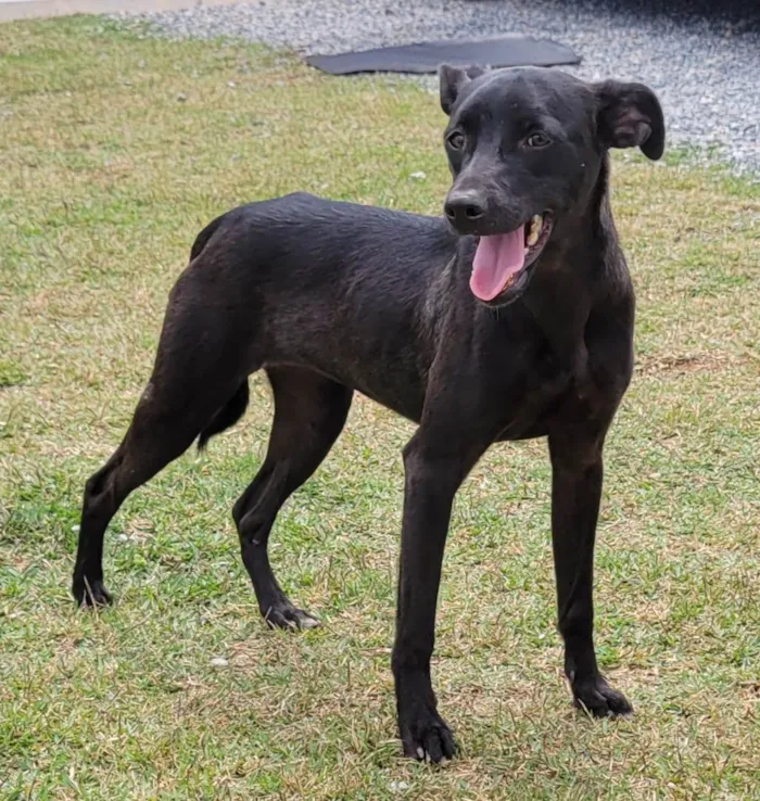 Cachorro raça Rsd idade 7 a 11 meses nome SUSY