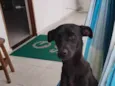 Cachorro raça Rsd idade 7 a 11 meses nome SUSY