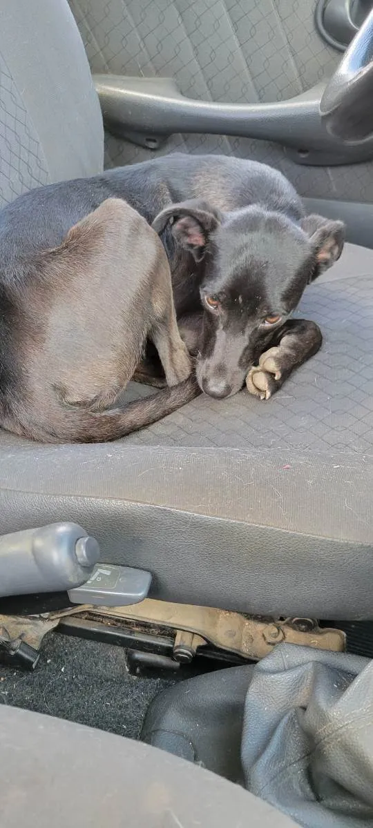 Cachorro raça Rsd idade 7 a 11 meses nome SUSY