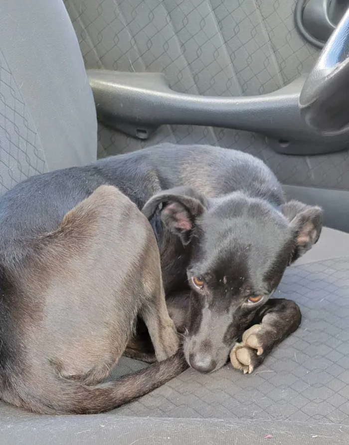 Cachorro raça Rsd idade 7 a 11 meses nome SUSY