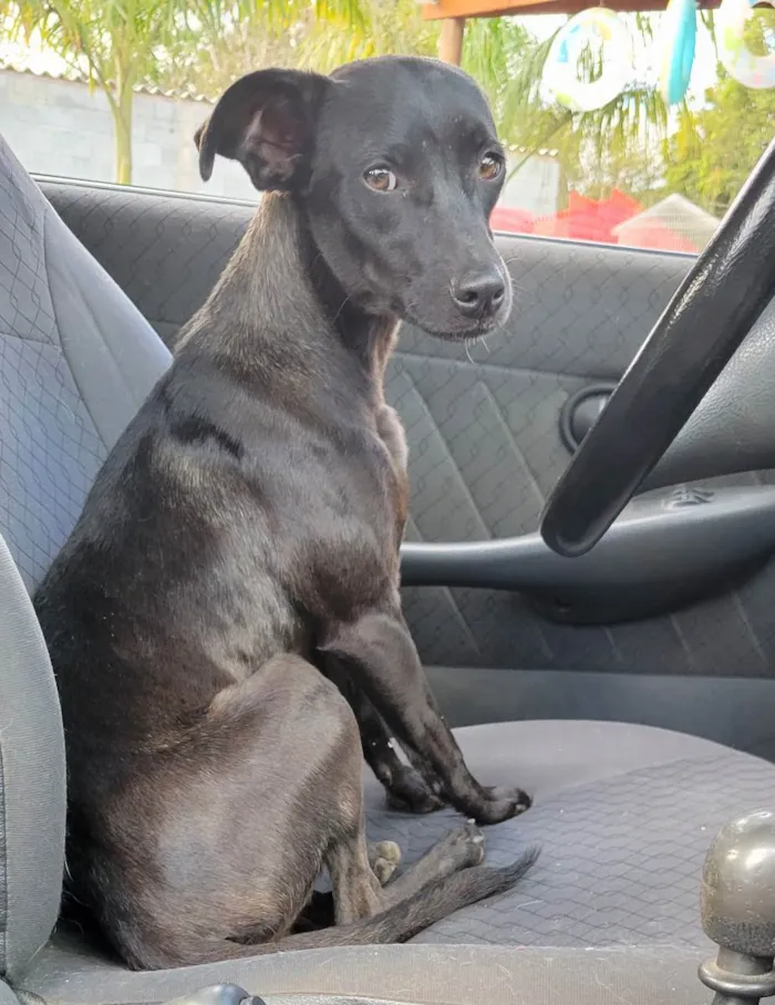 Cachorro raça Rsd idade 7 a 11 meses nome SUSY