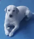 Apolo 