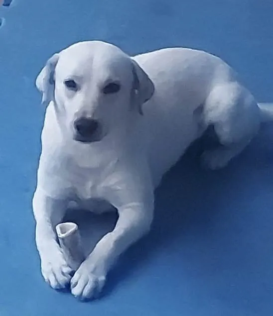 Cachorro ra a Mestiço  idade 2 a 6 meses nome Apolo 