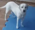 Apolo 