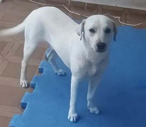 Cachorro ra a Mestiço  idade 2 a 6 meses nome Apolo 