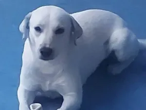 Cachorro raça Mestiço  idade 2 a 6 meses nome Apolo 
