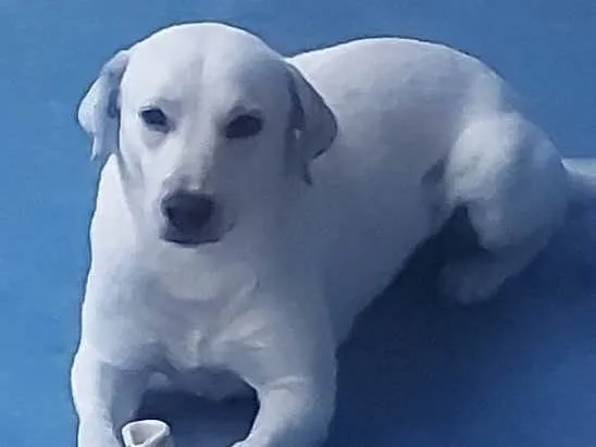 Cachorro ra a Mestiço  idade 2 a 6 meses nome Apolo 