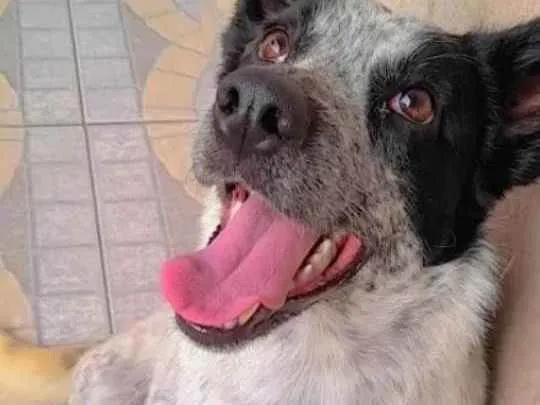 Cachorro ra a Blue Heller/vira lata  idade 1 ano nome Lúpi 