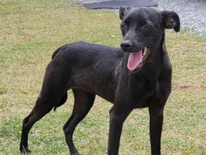 Cachorro raça Rsd idade 7 a 11 meses nome SUSY
