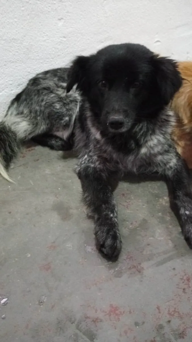 Cachorro ra a Mix colen idade 3 anos nome Raposinha